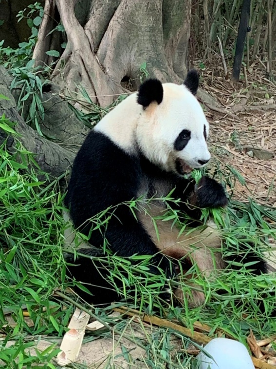 长隆野生动物世界推荐,长隆野生动物园必看动物