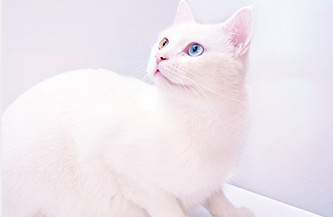 如何做网络保险经纪人,保险经纪人的真实收入