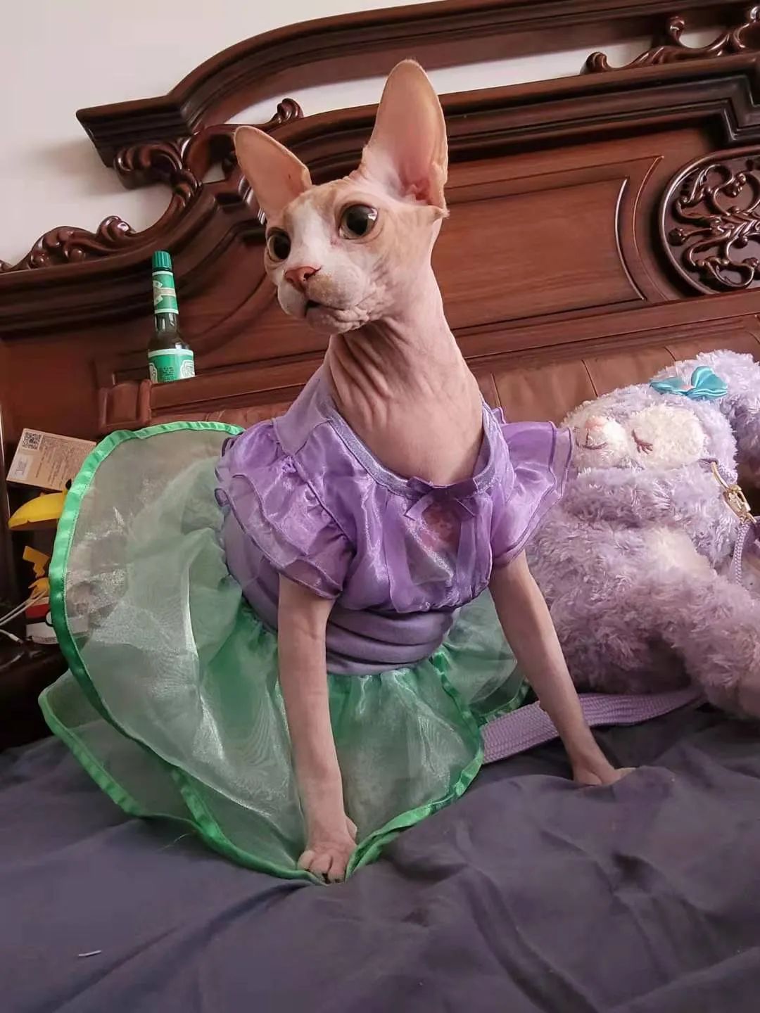 小猫咪穿上衣服变乖了,小猫咪穿的小公主裙