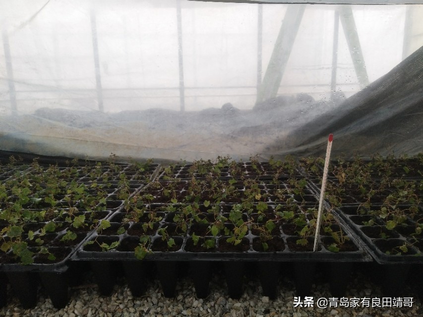 脱毒阳光玫瑰葡萄苗,阳光玫瑰特级苗