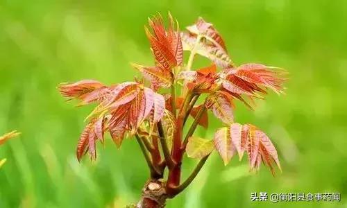 衡阳市食品安全监管局,衡阳县食品安全监管