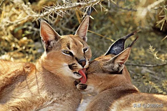 幽秘的长耳精灵——狞猫