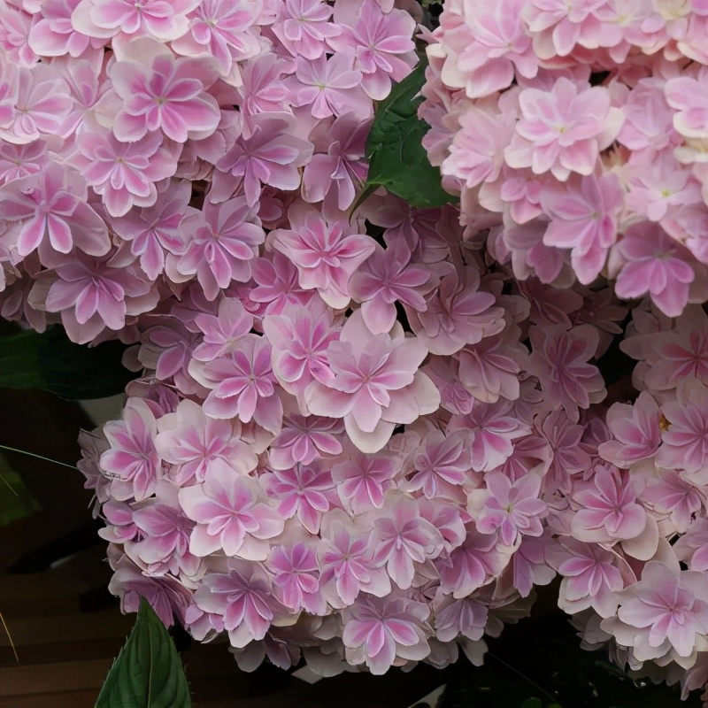 春季绣球叶子发皱怎么回事,夏季绣球老叶子都干枯怎么处理