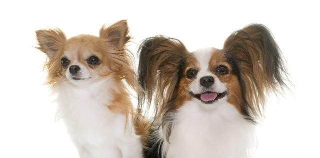 最受欢迎的四大宠物狗你养了吗,比较可爱乖巧的宠物狗有哪些