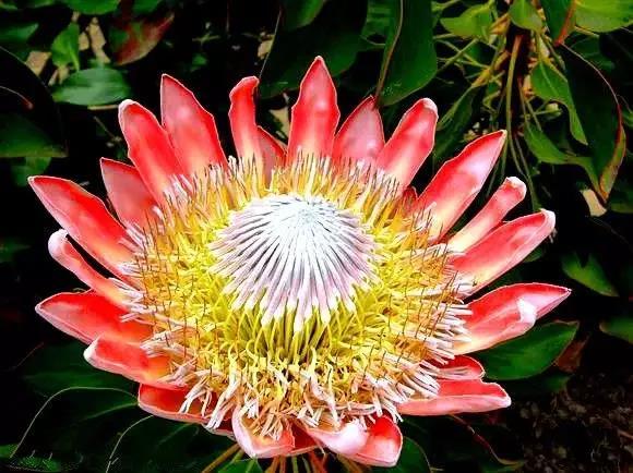 奇花异草图片,奇花异草的赞美句子