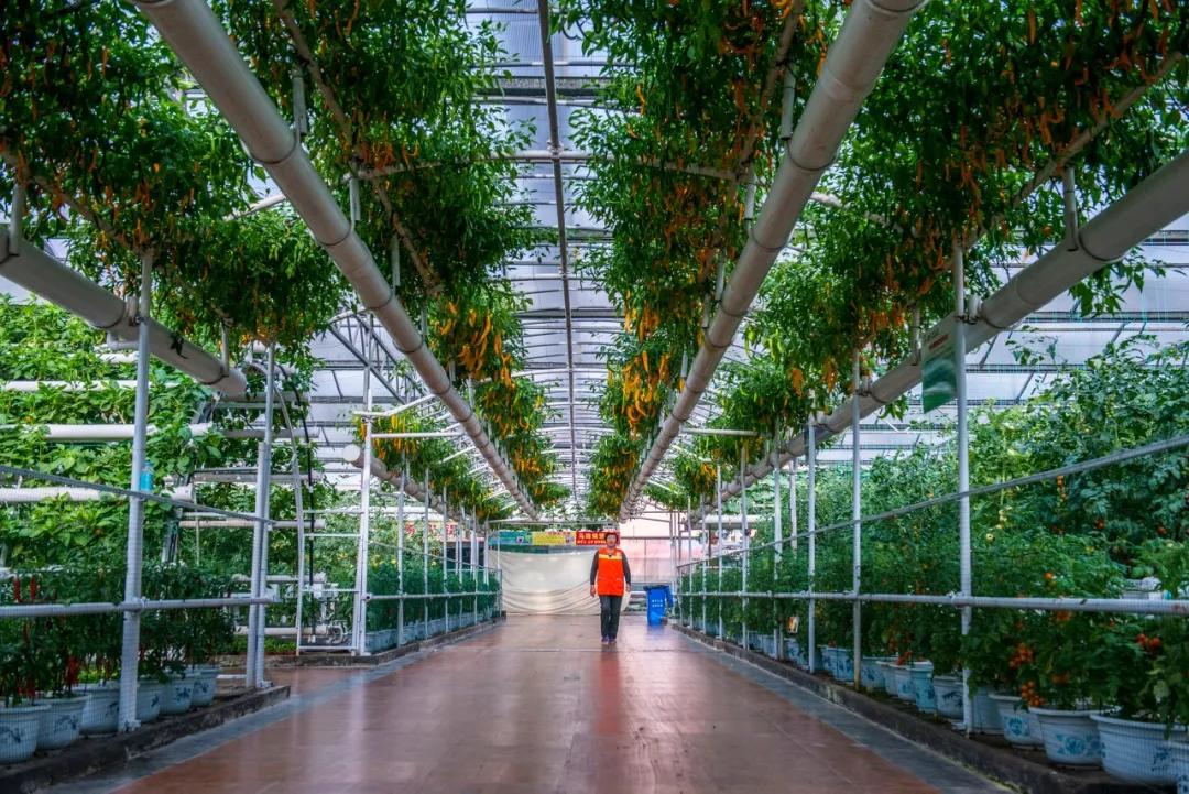 南北相济，中国580多个“菜篮子”是如何炼成的？