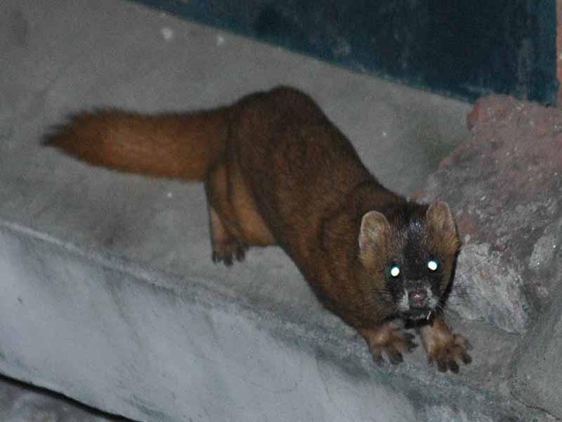 枪打黄鼠狼泡药酒，四川一男子被判刑！黄鼠狼为什么受保护？