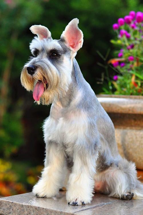 新手养哪种狗狗比较好小型犬,什么狗最好养又听话又粘人小型犬