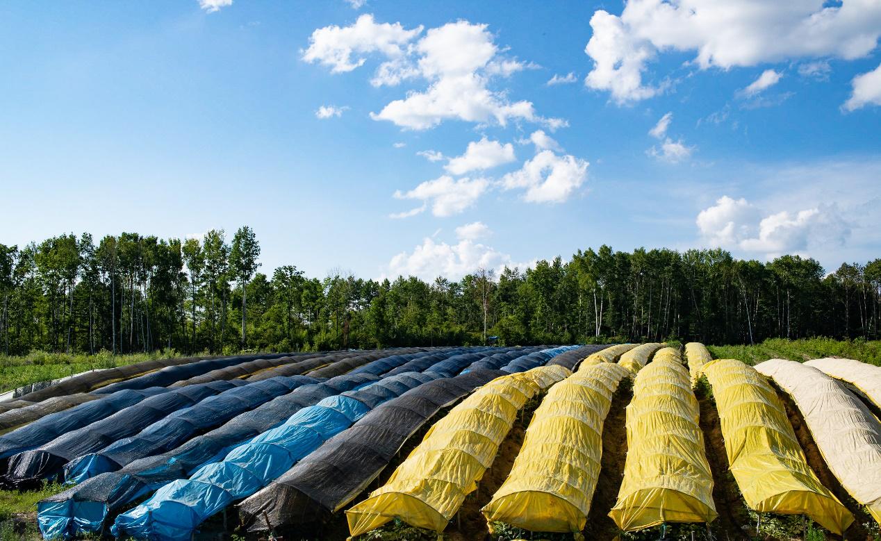 为啥长白山的人参有名,长白山人参煲什么最好