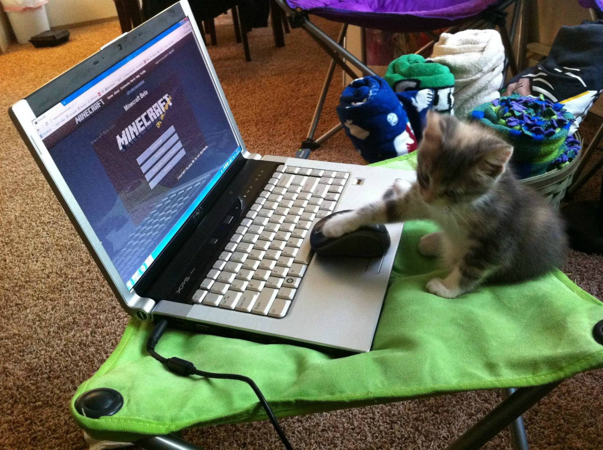 minecraft里的狗怎么才能有,minecraft如何养熊猫