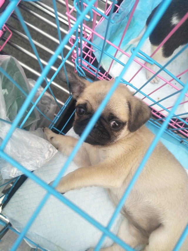 关于狗狗的小知识的小视频,关于狗狗的科普小知识