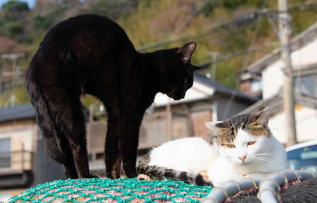 猫咪打架被咬伤了怎么办,被猫咪咬了伤口愈合了要去打针吗