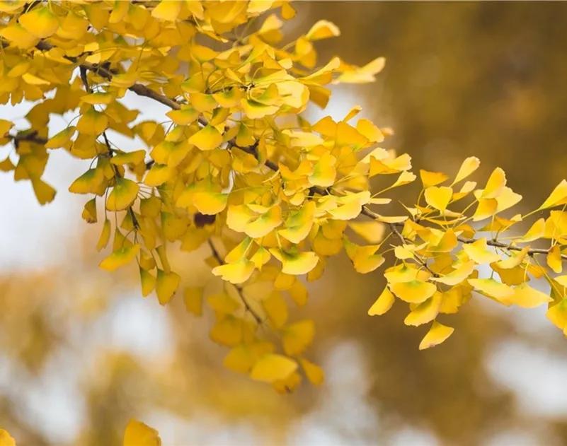 最美校园免费观看,最美校园银杏