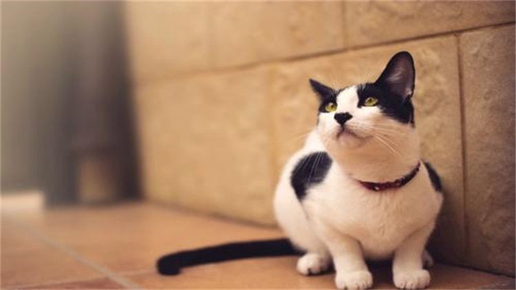 猫咪感冒发烧用啥药品,猫咪药品