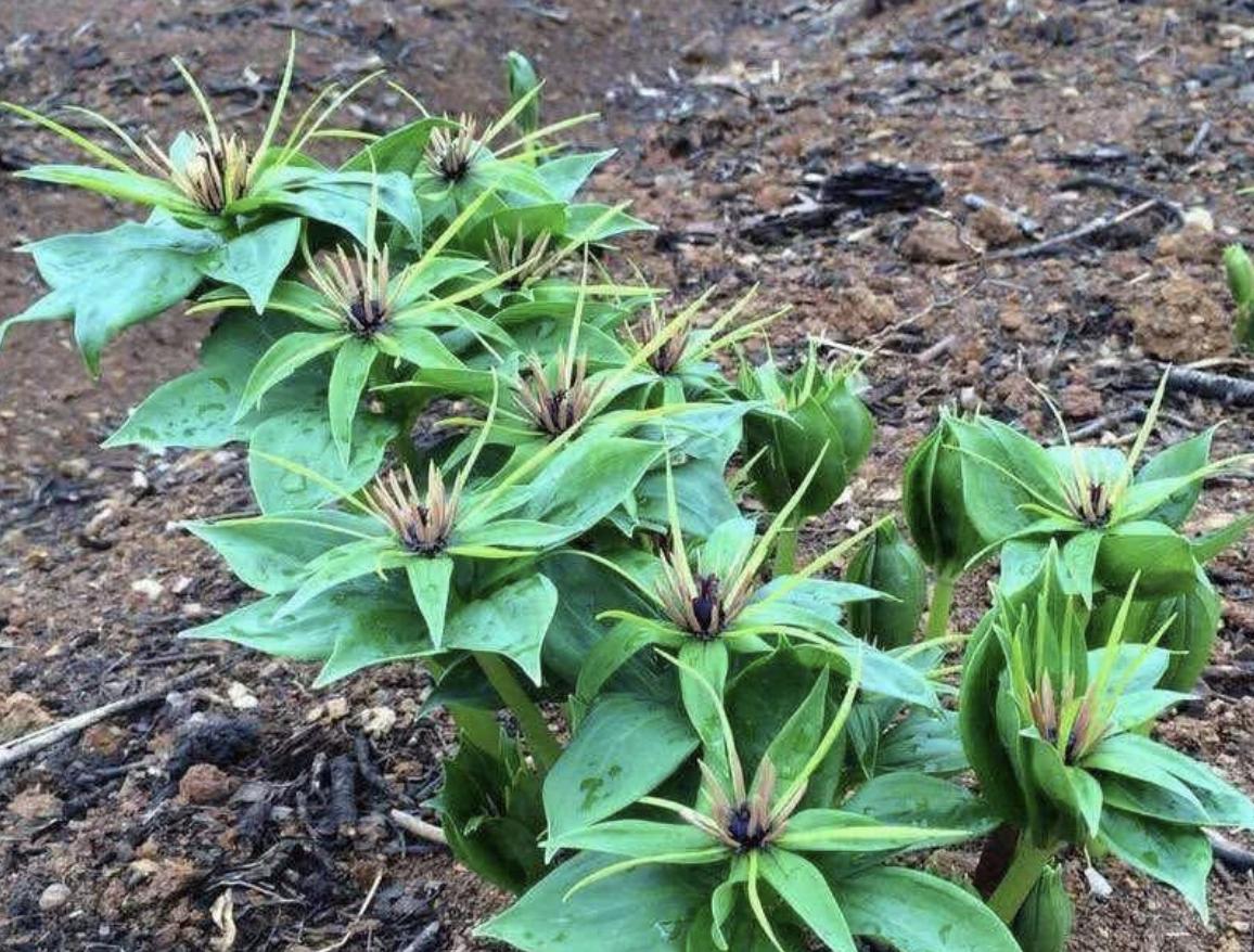 小溪边上最常见的野草,七叶莲是什么野草