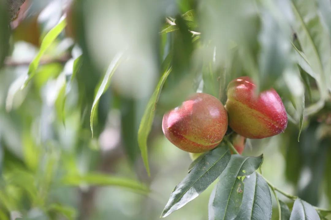红红油桃挂枝头,这个五月“桃”你欢心