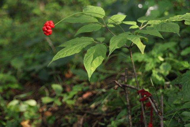 野生人参为什么那么珍贵,同样规格的人参为什么价格不一样