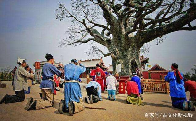 山西老鹳窝大槐树移民,大槐树上的老鹳窝