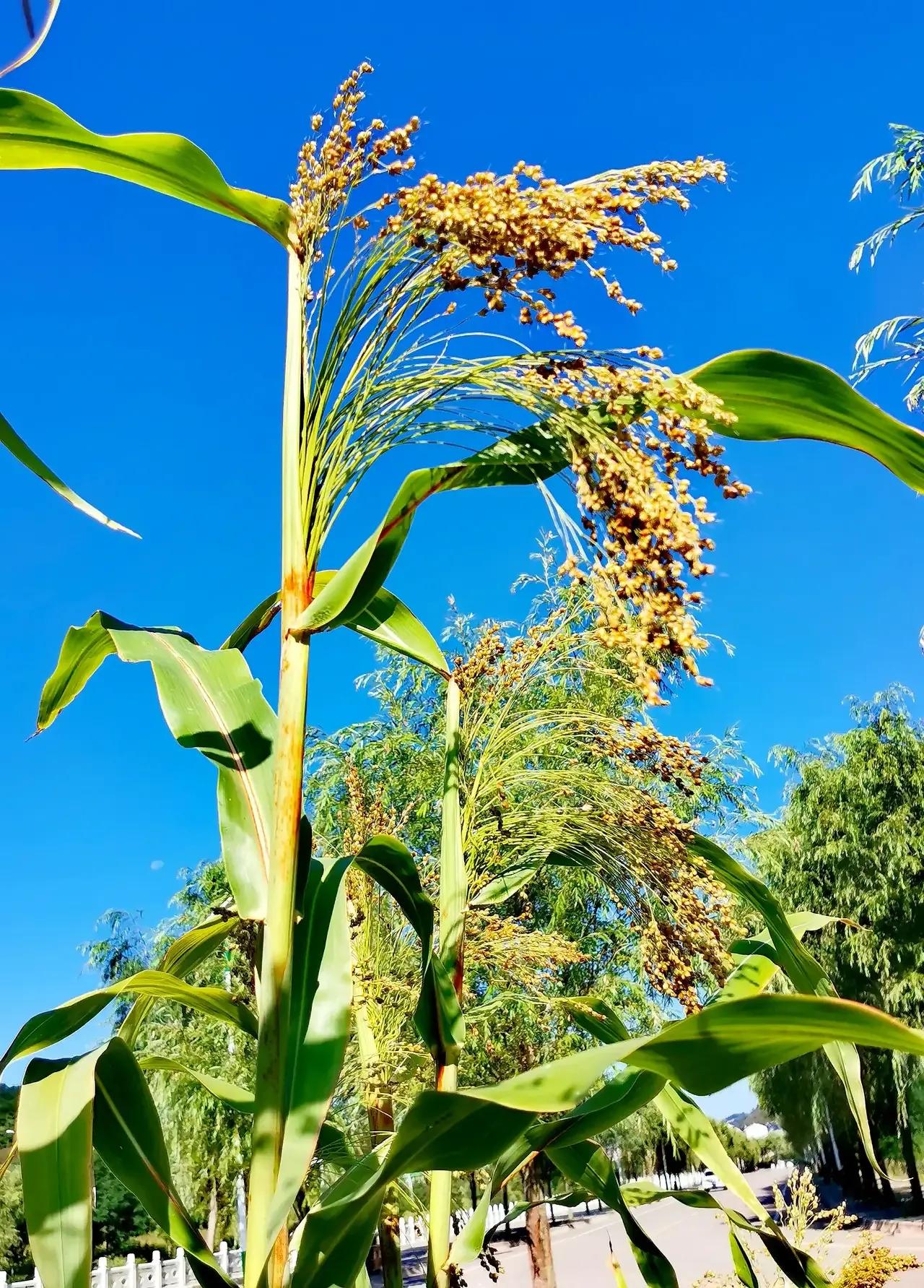 你认识野菜吗图片,你认识田间的草吗