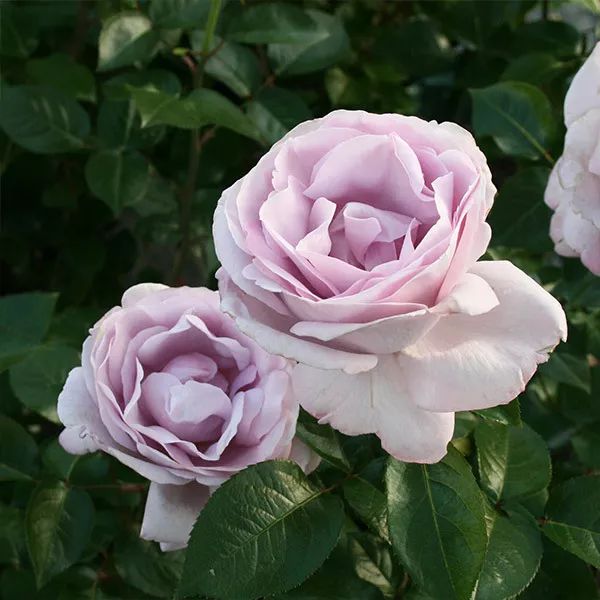 适合贵妇可爱气质的大牌香水,各位贵妇太太们的香水推荐