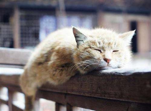 猫能活13年，你做好给猫咪养老的准备了吗？快收下这份养老手册