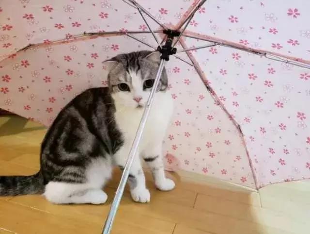 怎样可以封印住一只猫,咋样可以快速封印猫咪