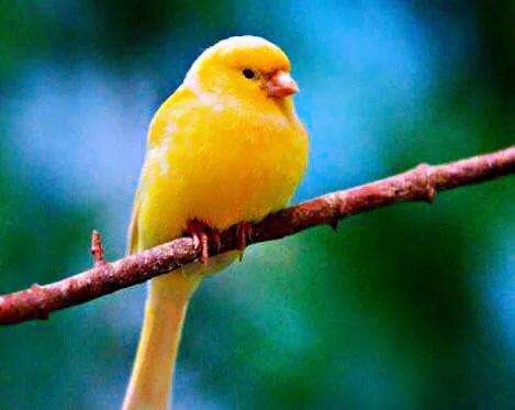 金丝雀鸟品种大全,金丝雀鸟图片及鸣叫