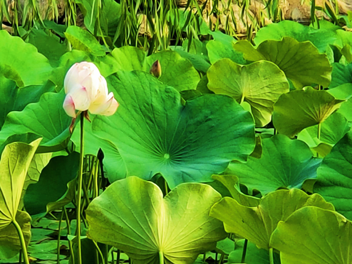 西安最新湿地公园,西安国家湿地公园