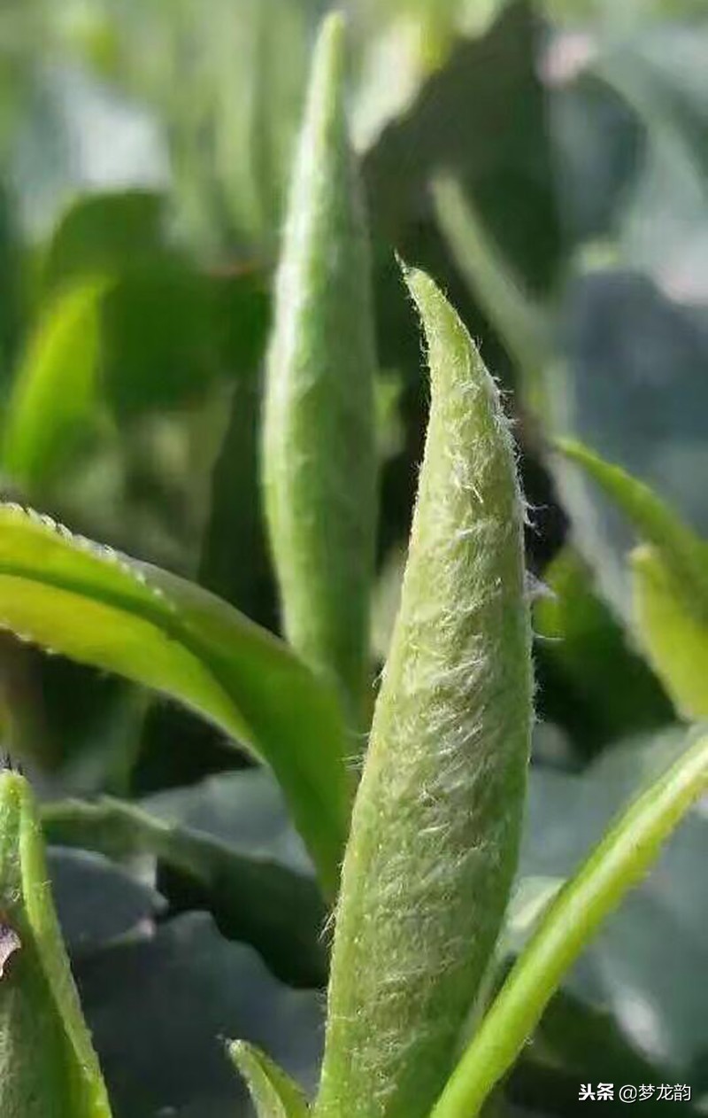 福建名茶排名前十的茶,茶知识20种中国名茶该怎么品尝