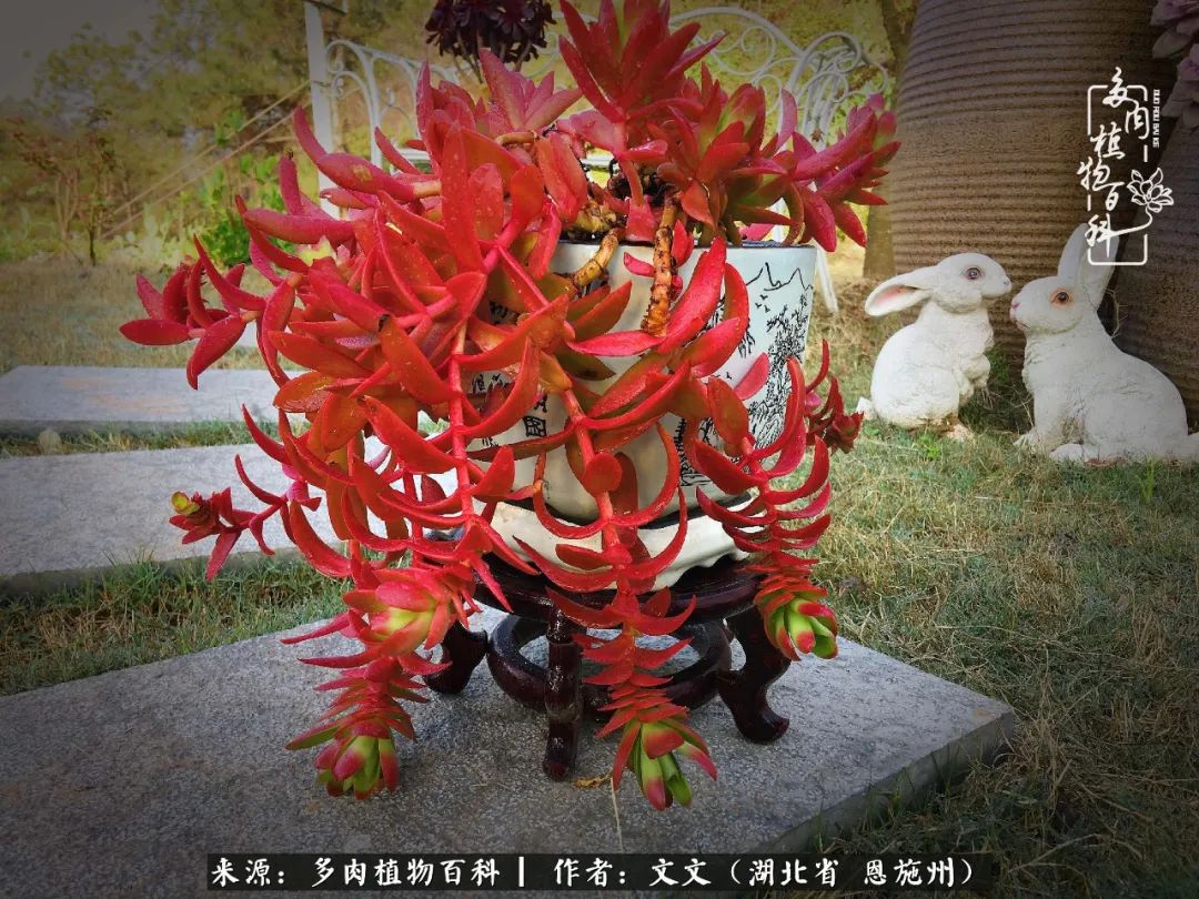 夏季多肉花园图片,初夏多肉花园