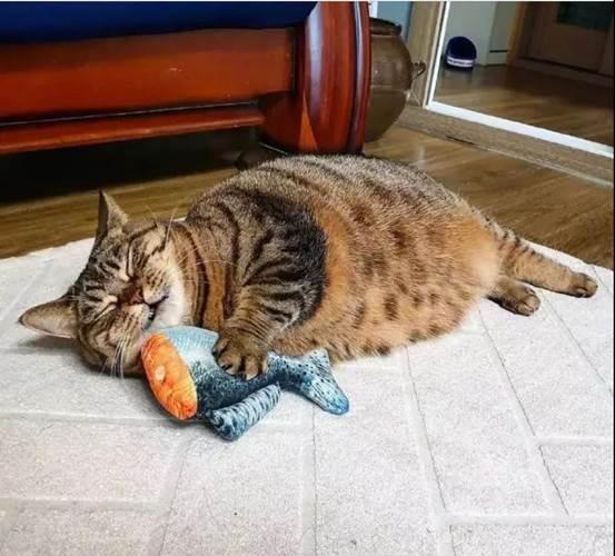 最能长胖的猫咪竟然不是橘猫,最容易变胖的猫