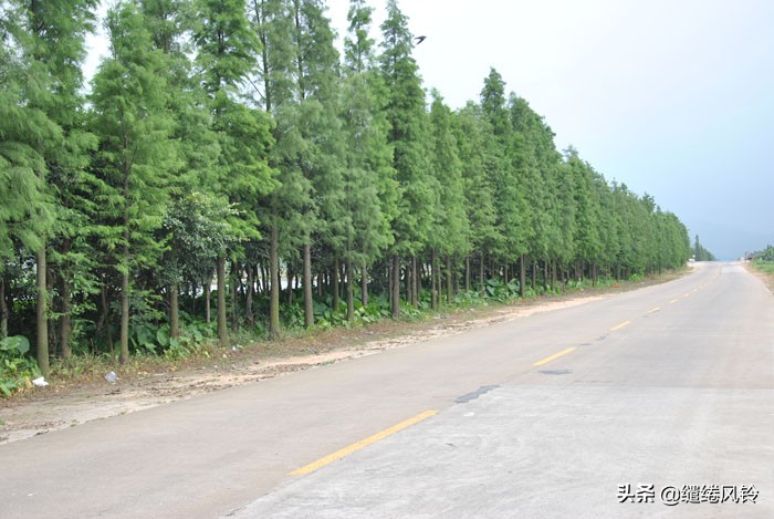 珠海竹洲水松林，意外发现的珠中江“SB”界碑，究竟作何解释？