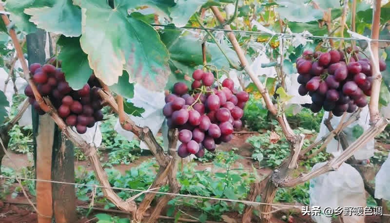 创业种葡萄一亩成本多少,农业种植致富项目葡萄