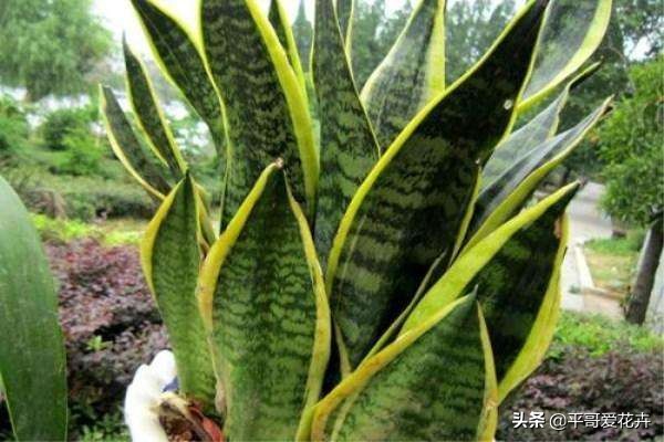 除甲醛的花及养殖方法如下,室内养什么花可以除甲醛净化空气