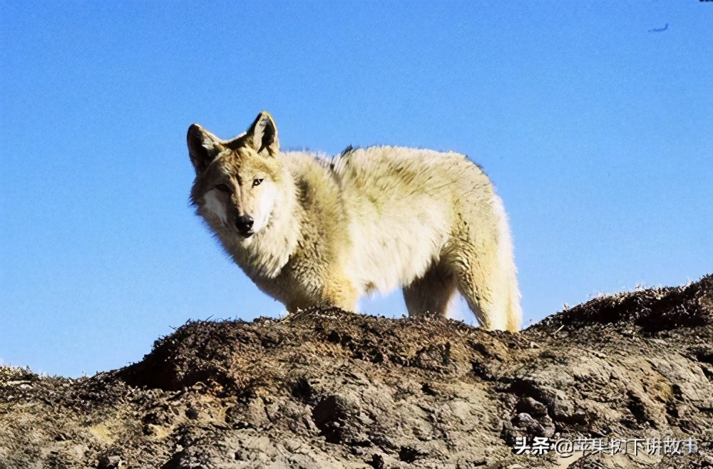 第一只被人类养大回归狼群的狼,一只狼在被人类养大后回归狼群
