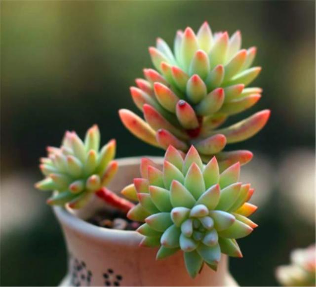 千佛手长势差,顺应“三习性”撒欢长,叶片肥美,密密麻麻挤满盆