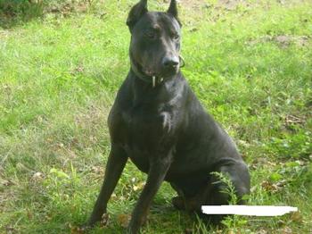 优秀护卫犬有哪些品种,优秀护卫犬图片大全