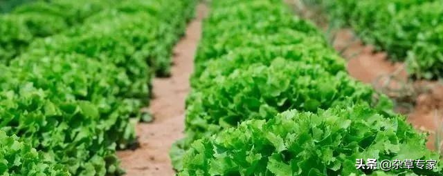 不同类型的除草剂能混合使用吗,各种不同成分的除草剂