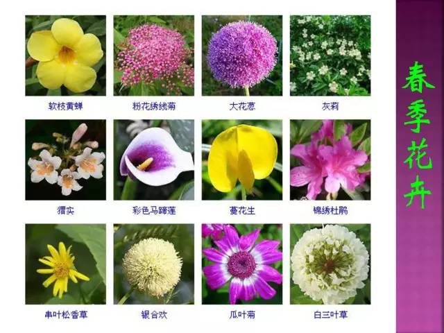 花卉大全500种观叶植物名称,1332种常见花卉植物图谱
