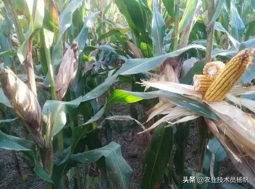 登海685先玉1466玉米品种怎么样,玉米高产种植技术和打药
