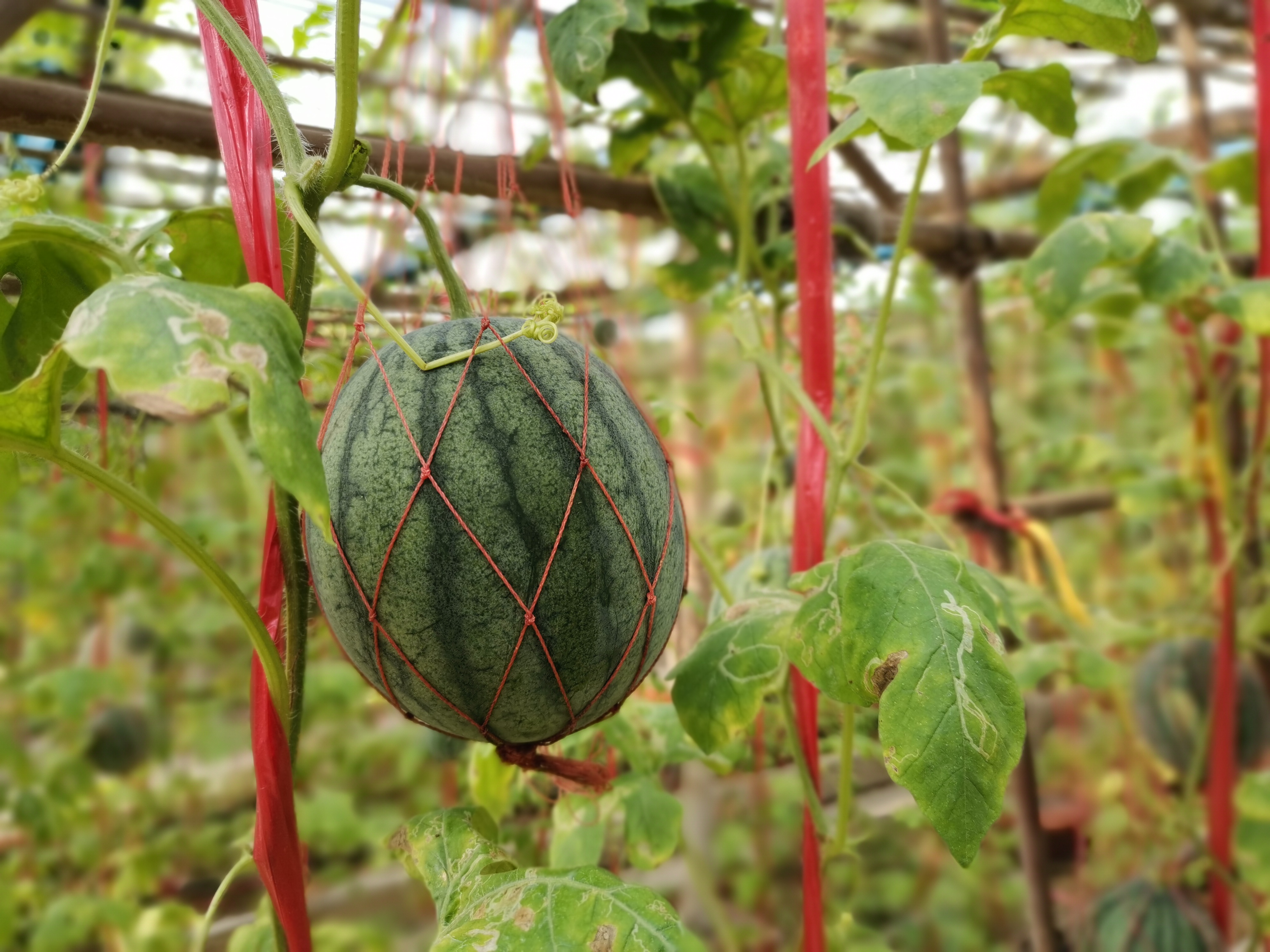 侨鑫生态园景区,华南生态休闲农庄