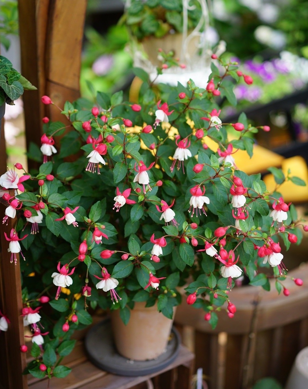 什么样的花好养又耐活,哪些花坑人