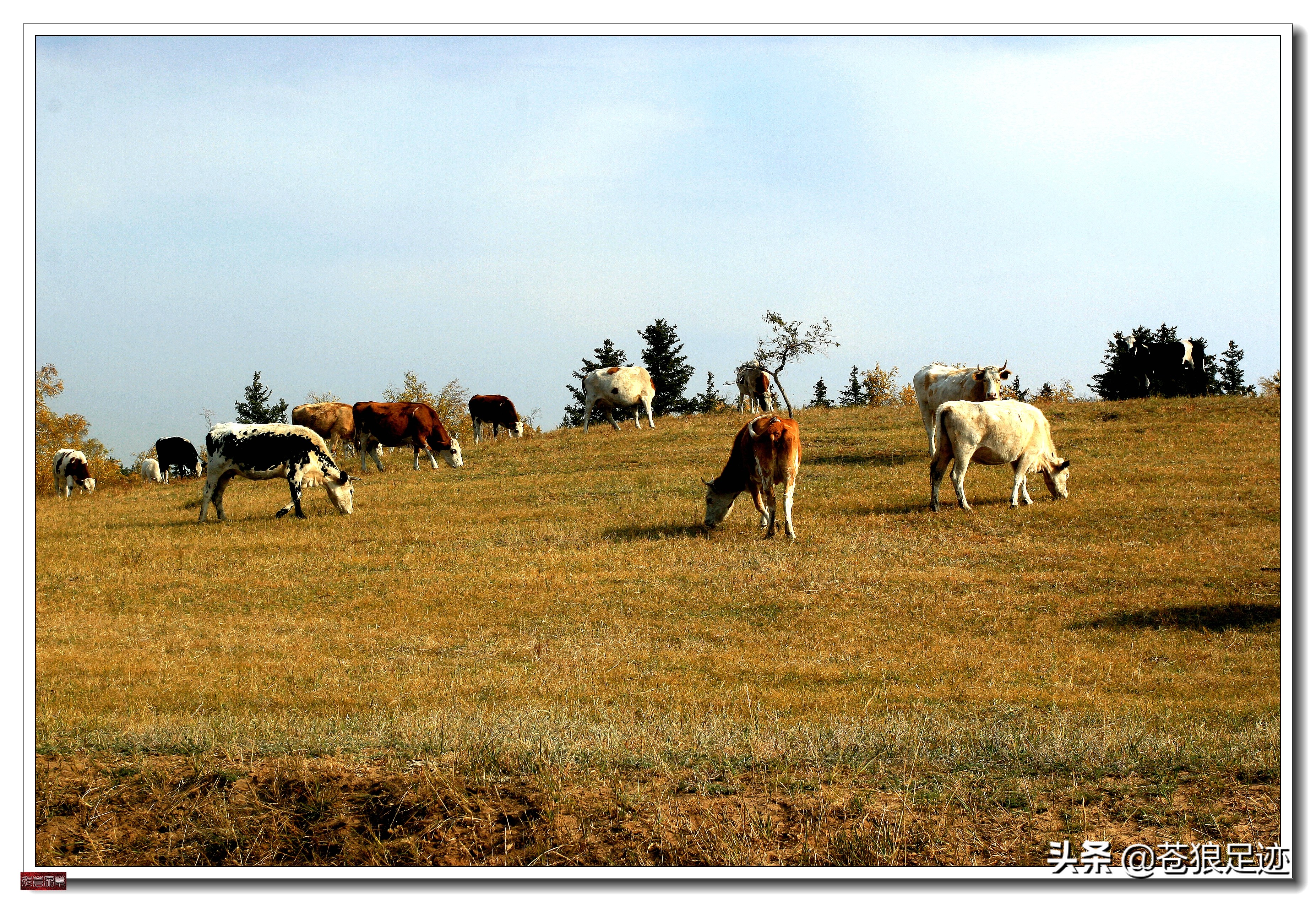 野阔牛羊同雁鹜——雄浑壮阔的贡格尔草原