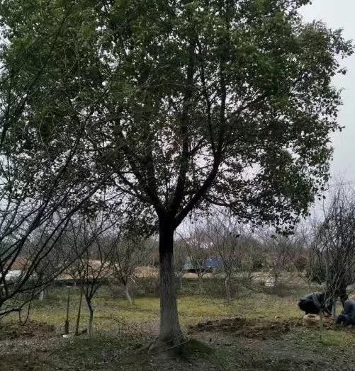 鍘熷垱棣栧彂鏂版瓕,鍘熷垱棣栧彂绛剧害