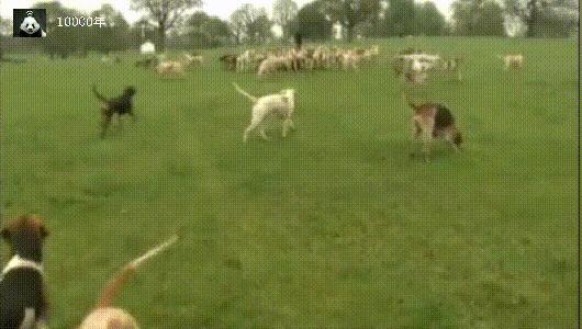 中国嗅觉最好的狗十大排名,世界嗅觉排名前十的狗