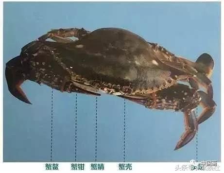 螃蟹怎么画儿童简笔画,画螃蟹怎么画简单又漂亮