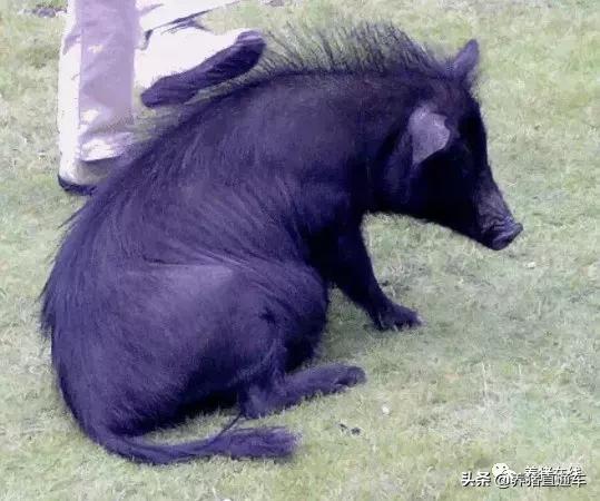 国内生猪品种大全,中国17个生猪品种