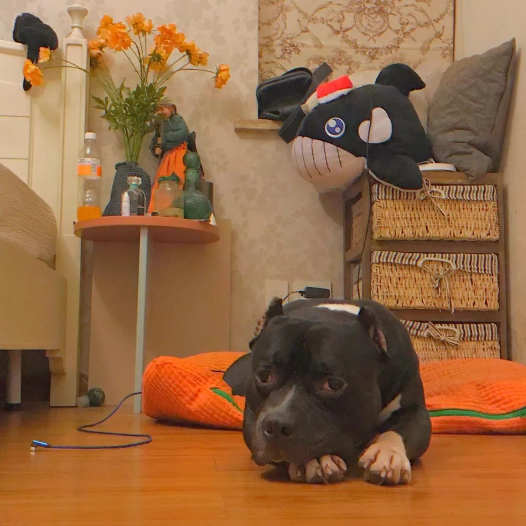 一只鸭子一万五元,一只鸭子一万多