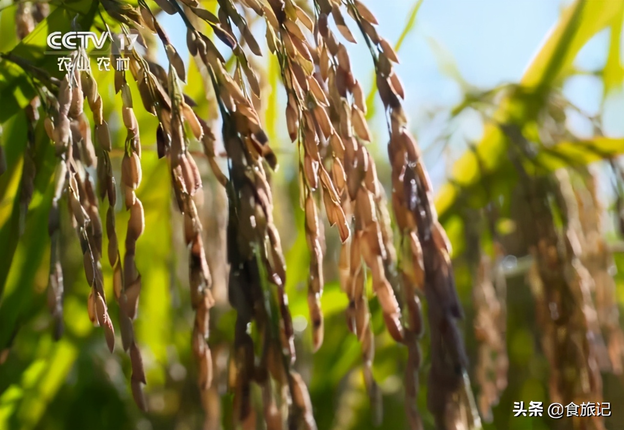 五常有机大米是不是智商税,有机大米是智商税吗