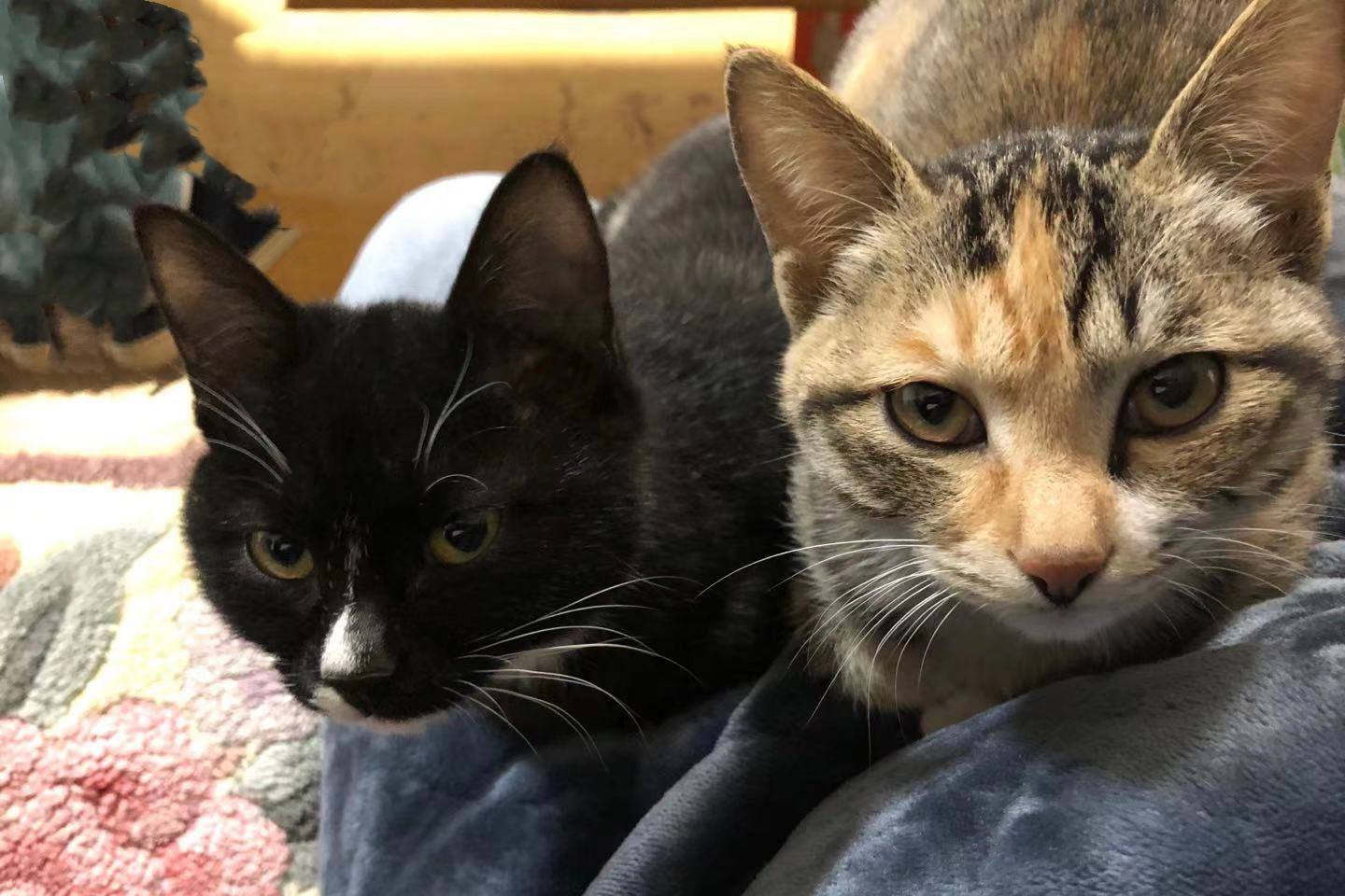 养猫必备物品需要多少钱,养猫必备物品羊奶粉